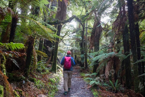 Preview: Hike in New Zealand forest