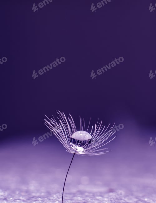 Preview: Dandelion macro