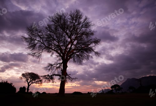 Preview: Tree with a transparent crown on a sunset background