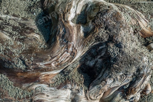 Preview: A Macro Shot Of A Warped Driftwood Log With Sand On Top.