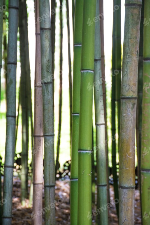Preview: Bamboo Forest