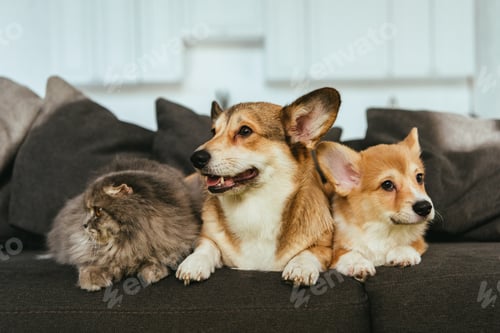 Preview: close up view of adorable welsh corgi dogs and british longhair cat on sofa at home