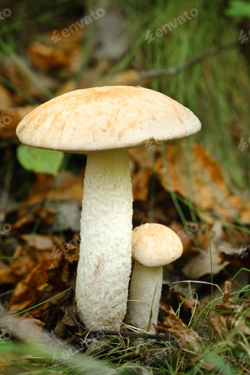 Preview: Two aspen mushrooms growing in the forest. Mushrooms in the forest. Mushroom picking
