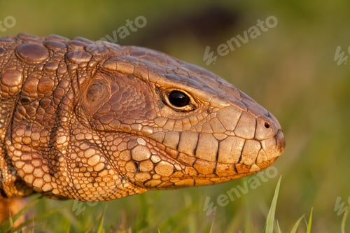 Preview: Detail of paraguay caiman lizard basking in Pantanal, Brazil