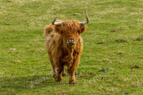 Preview: a cow is walking on the grass towards the camera with horns
