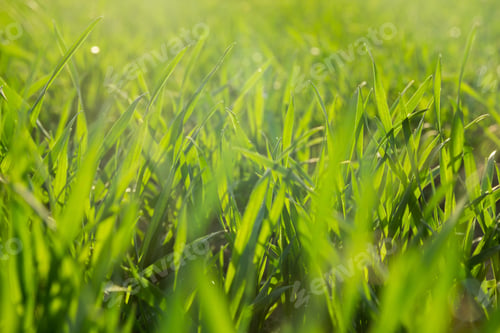 Preview: Green grass background