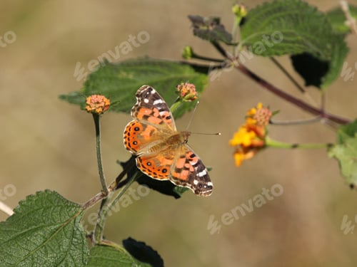 Preview: Colored butterfly