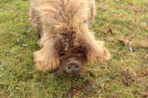 Preview: Friendly ugly pig