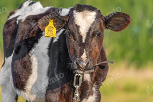 Preview: Young bull grazes on the lawn. Front view. Bashkortostan, Russia - 12 June, 2021.