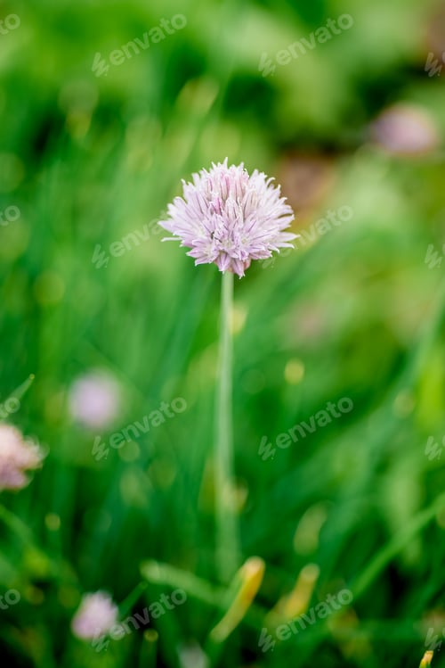 Preview: Chive flower