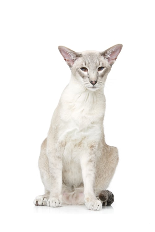 Preview: Beautiful oriental siam cat