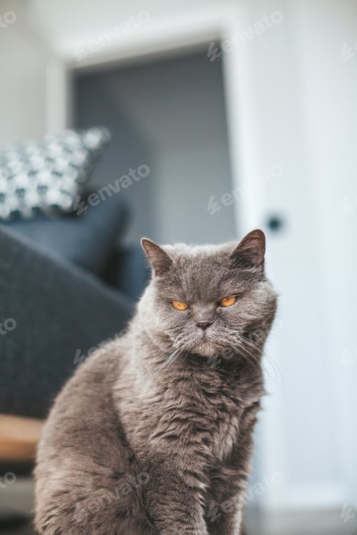 Preview: Grey british shorthair cat