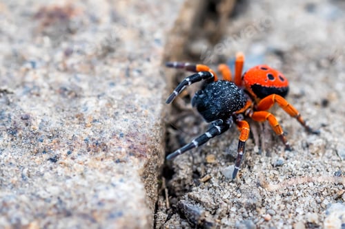 Preview: Ladybird spider or Eresus kollari close