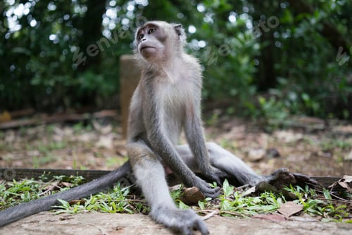 Preview: monkey sitting on ground of wood tropical forest in Malaysia