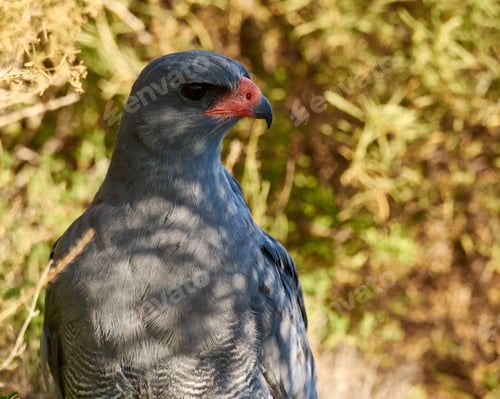 Preview: Bird of prey