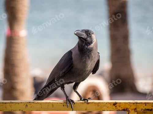 Preview: Crow Standing on Yellow Railing Near Ocean