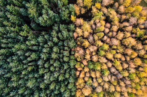 Preview: Aerial view of an unusual woodland split between autumn and green colours
