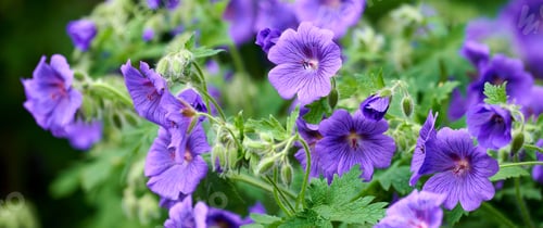 Preview: Blue Geranium