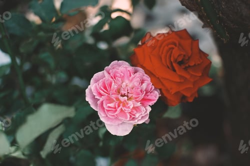 Preview: Pink roses in the garden of pink roses. Blooming Roses on the Bush. Growing roses in the garden.