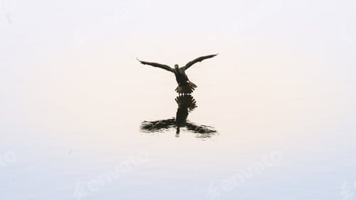 Preview: Indian cormorant bird landing on the calm water surface of the lake in Pusiyankulama Wewa.