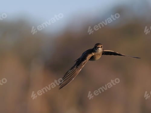 Preview: Majestic pale crag martin (Ptyonoprogne obsoleta) flying above a barren landscape