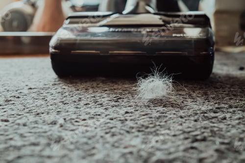 Preview: Using vacuum cleaner with brush at home from fur, closeup. Domestic animals in house. Garbage, pet