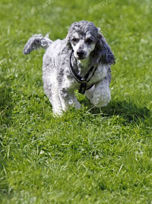 Preview: poodle, dog, puppy, pets, dogs