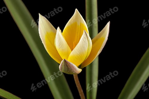 Preview: Flower of tulipa Tarda, botanical tulip, isolated on black background