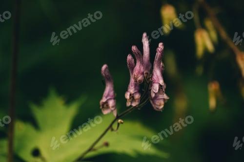 Preview: Close-up of purple flowers with green leaves in a natural setting.
