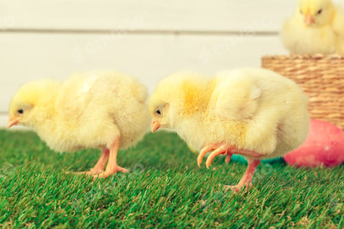 Preview: Easter eggs and chickens on green grass