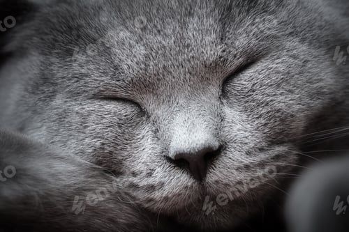 Vorschau: Nahaufnahme einer jungen süßen Katze, die glückselig schläft. Die britische Kurzhaar
