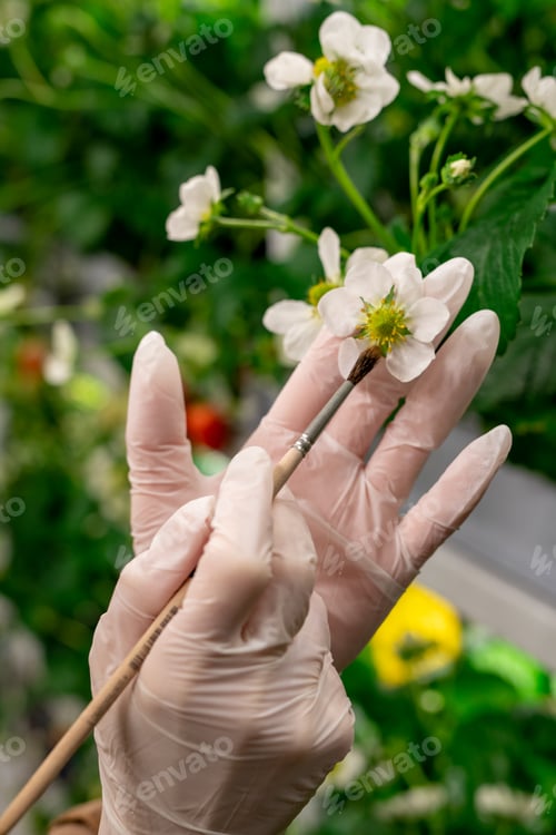 Preview: A gloved hand holding strawberry blossom and paintbrush