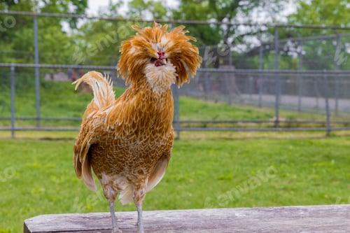 Preview: Brown padovana chicken standing on wooden table.