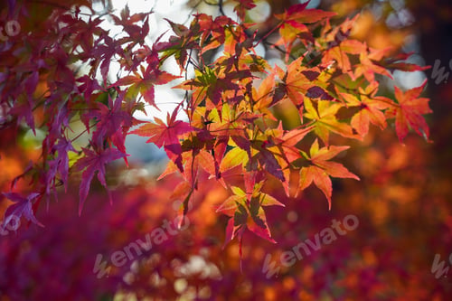 Preview: Vibrant autumnal Japanese maple foliage illuminated by the warm golden sunlight.