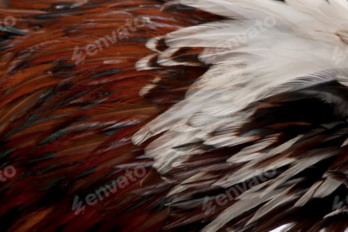 Vista previa: Primer plano de plumas de gallo polaco tricolor de Tollbunt, de 6 meses