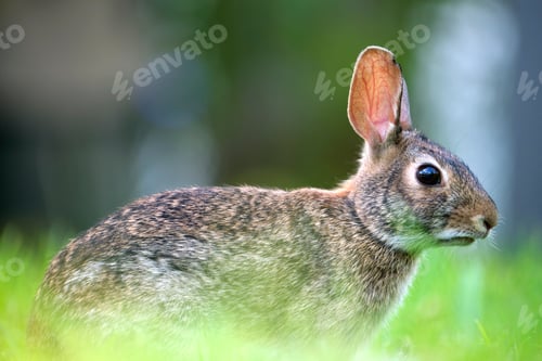 Preview: Grey small hare eating grass on summer field. Wild rabbit in nature
