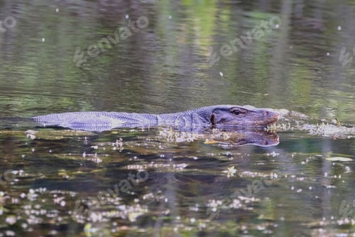 Preview: Large water monitor swimming in water