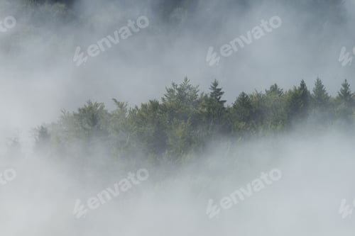 Preview: Fog cover the forest.