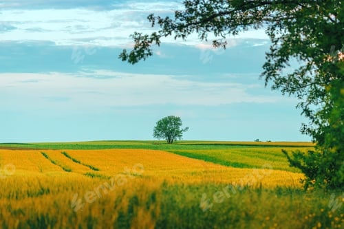 Preview: Single tree growing in cultivated agricultural landscape