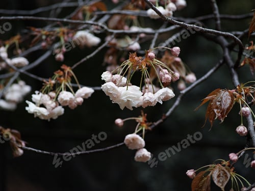 Preview: Closeup of beautiful white flower blooms on the branches of a tree under the moonlight