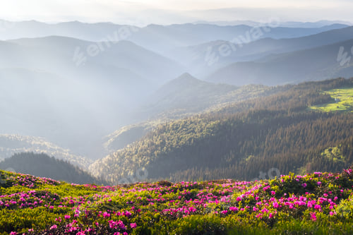 Preview: Blooming rhododendron flowers covered mountain meadow