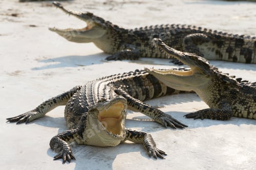 Preview: crocodiles sunbathe open mouth and relaxing on the ground