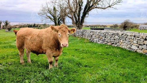 Preview: Peaceful Irish Cows Grazing on Green Pasture by the Corrib lake in Galway Countryside,
