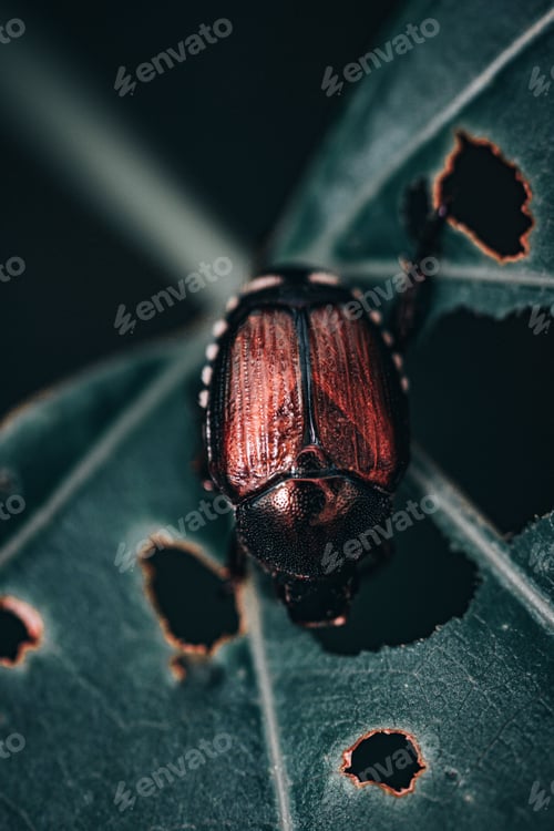 Preview: Vertical shot of the Japanese beetle on leaf plant