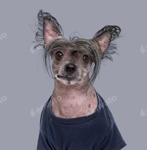 Preview: Chinese Crested Dog , 5 years old, in blue clothing against grey background