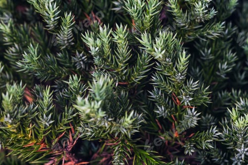 Preview: Christmas tree closeup
