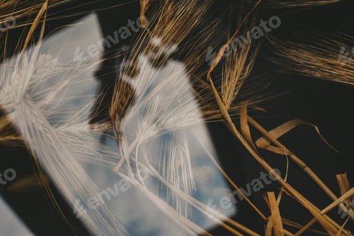 Preview: glass reflection of ears of barley