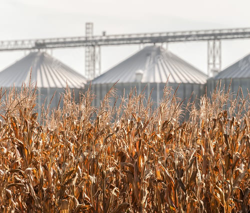 Preview: Corn field ready to be harvested