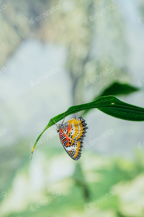 Preview: Leopard Lacewing butterfly clinging to green leaf with soft focus background
