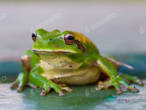 Preview: Closeup of a European tree frog, Hyla arborea sitting on a wooden surface